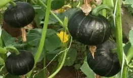 吃贝贝瓜过敏吗,食用安全与过敏风险