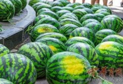 信阳农林吃瓜事件