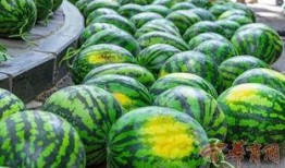 信阳农林吃瓜事件