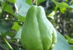 佛手瓜吃效果,养生佳品，健康生活新选择