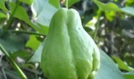 佛手瓜吃效果,养生佳品，健康生活新选择