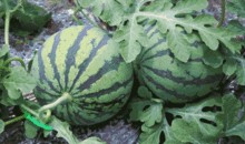 在线吃瓜入口,揭秘热门事件背后的真相与笑料