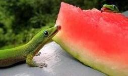 蜥蜴吃瓜怎么防治,守护植物安全，远离害虫侵扰