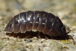 吃瓜的西瓜虫,揭秘夏日虫虫乐园