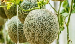 入秋吃哈密瓜,哈密瓜的入秋盛宴