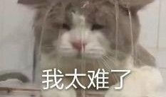 内娱吃瓜日,揭秘娱乐圈幕后风云