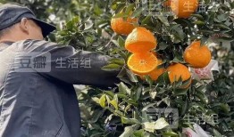 甜赖瓜怎么吃,解锁美味新体验