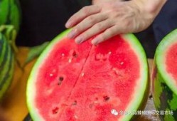 上海学院吃瓜,吃瓜群众的热议焦点