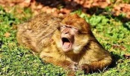 吃瓜变成大马猴,揭秘大马猴的神奇蜕变之旅