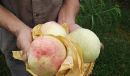 大头芋瓜怎么吃,探索家常美味新选择