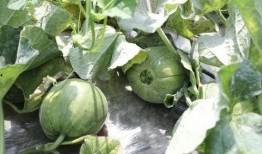 718吃瓜,揭秘娱乐圈最新热点事件