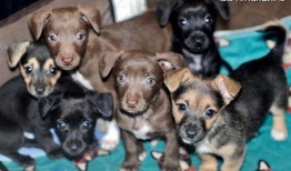 吃瓜路人和狗子