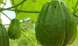 佛手瓜吃效果,养生佳品，健康生活新选择