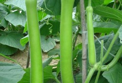 吃瓜爆鹅,揭秘娱乐圈的甜蜜与苦涩