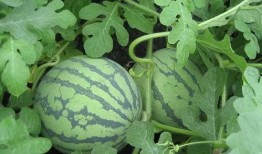 吃瓜的菜子,揭秘娱乐圈幕后故事