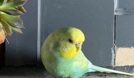 虎皮鹦鹉吃蜜瓜,虎皮鹦鹉的甜蜜美食之旅