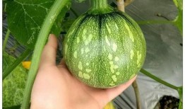 hope吃的瓜,揭秘娱乐圈的甜蜜瓜果