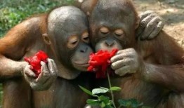 猩猩女人吃瓜,揭秘原始森林中的神秘食瓜传奇