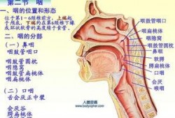 吃瓜粘喉咙咽不下,揭秘夏日饮食小贴士