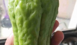 龙瓜莱怎么吃,解锁美味新体验