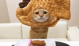 猫咪可吃蜜瓜吗,揭秘猫咪饮食中的甜蜜陷阱