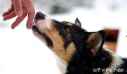 男舔狗吃瓜,揭秘男性在情感关系中的微妙心理