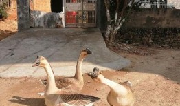 吃瓜爆鹅,揭秘娱乐圈的甜蜜与苦涩