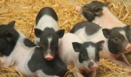 香猪吃蜜瓜,甜蜜邂逅，共享自然美味